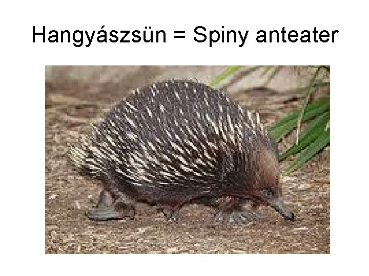 Hangyászsün = Spiny anteater 