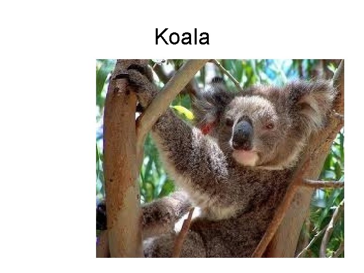 Koala 