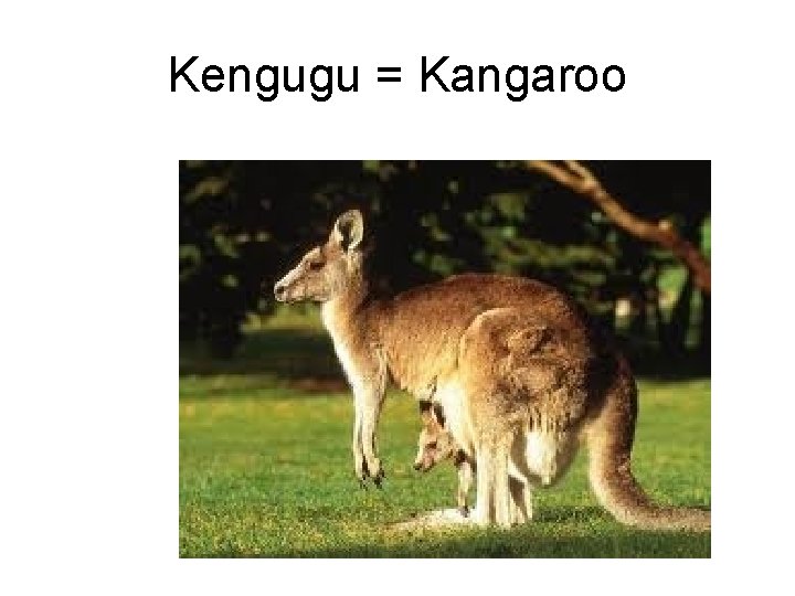 Kengugu = Kangaroo 