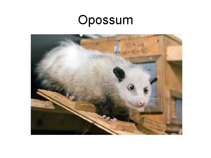 Opossum 