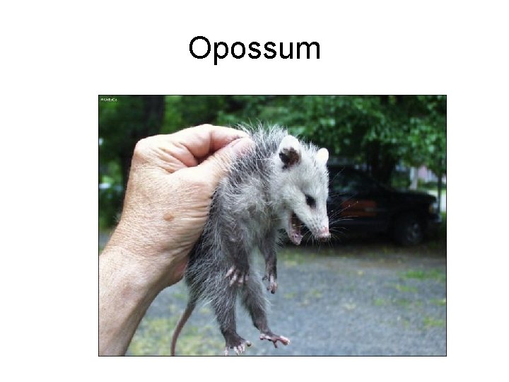 Opossum 