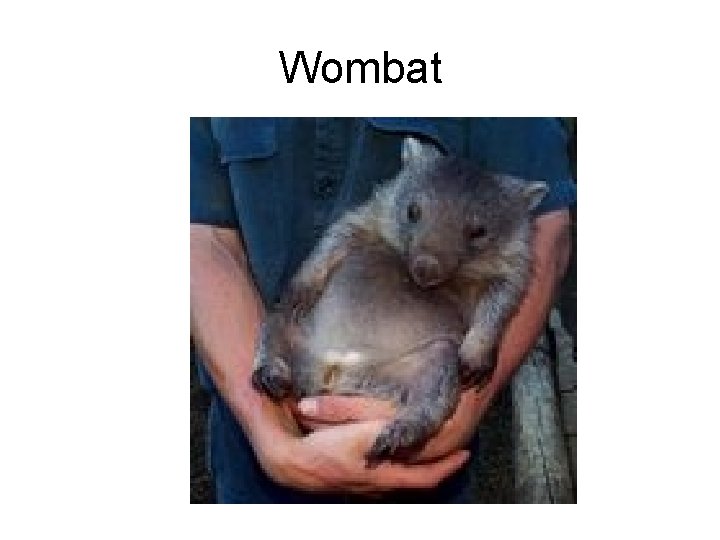 Wombat 