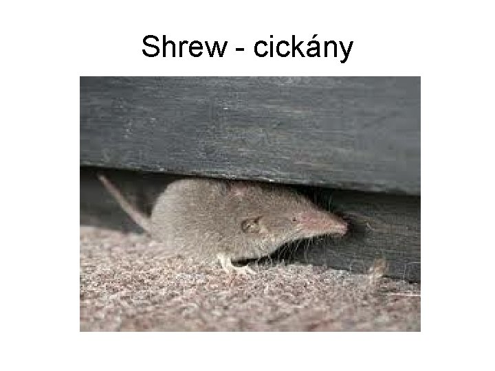 Shrew - cickány 