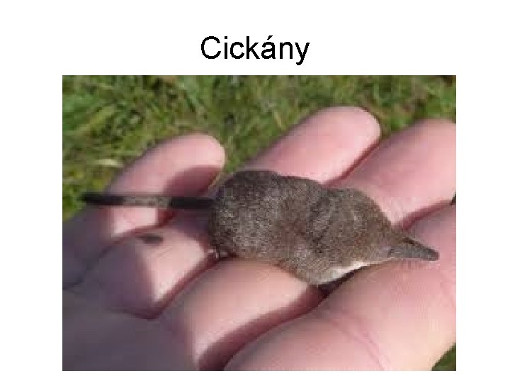 Cickány 