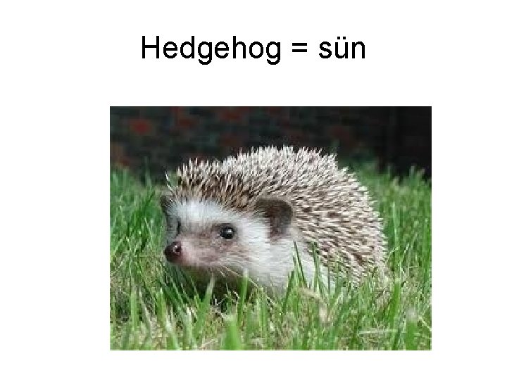 Hedgehog = sün 