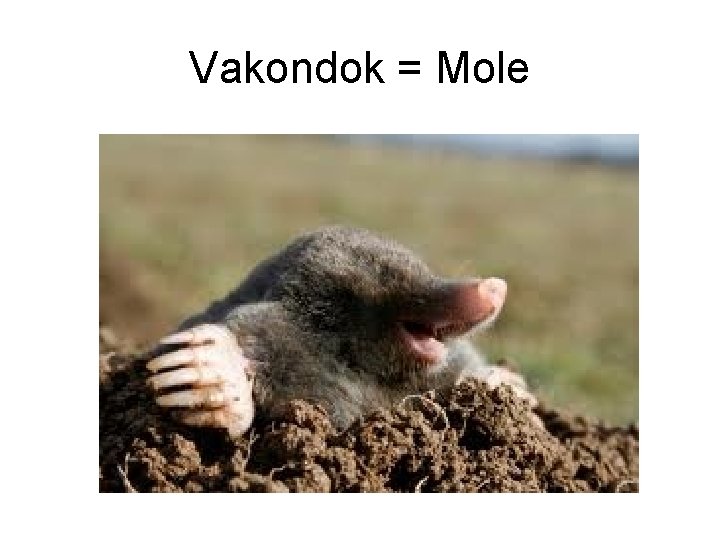 Vakondok = Mole 