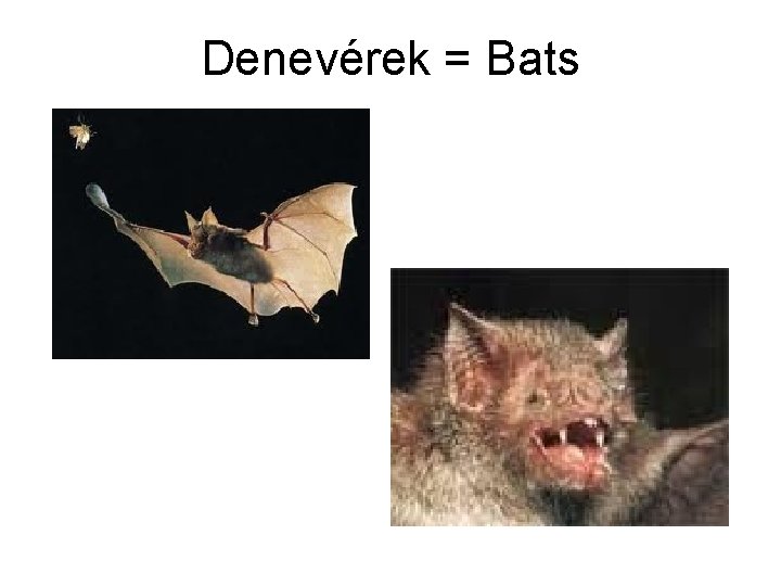 Denevérek = Bats 