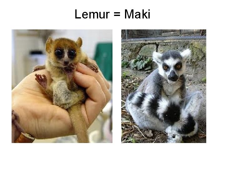 Lemur = Maki 
