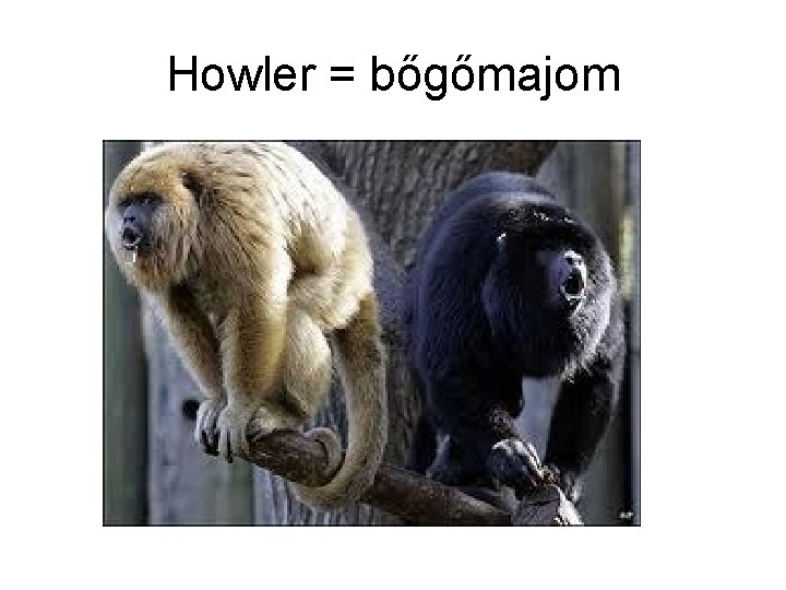 Howler = bőgőmajom 