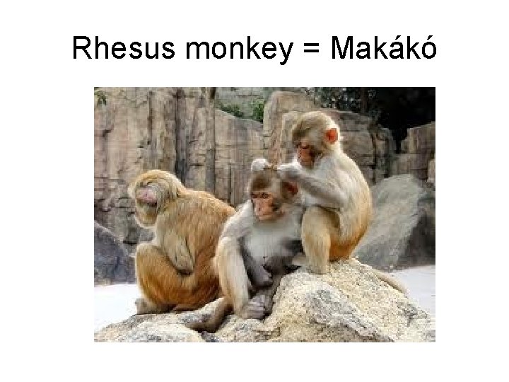 Rhesus monkey = Makákó 