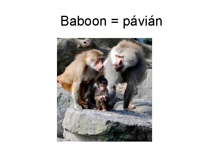 Baboon = pávián 