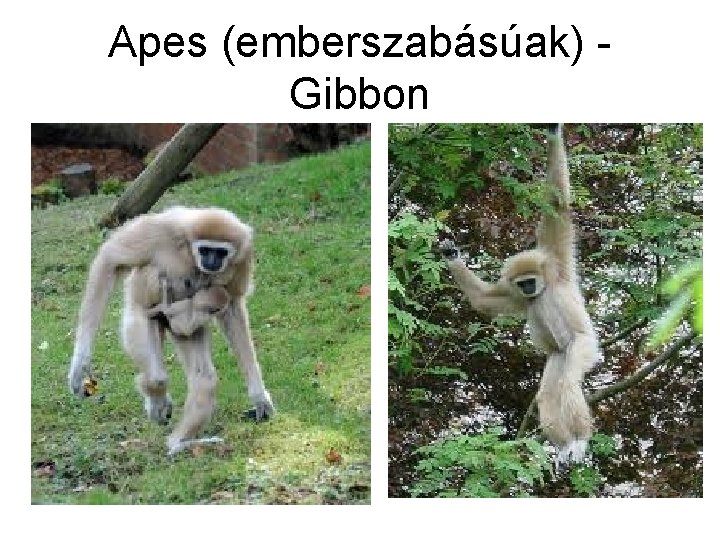 Apes (emberszabásúak) Gibbon 