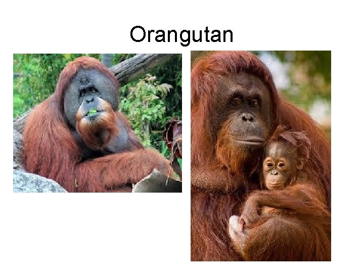 Orangutan 