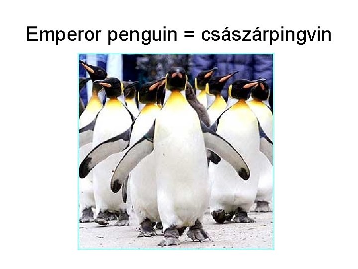 Emperor penguin = császárpingvin 