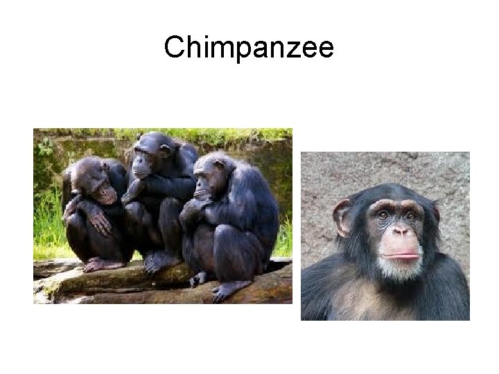 Chimpanzee 