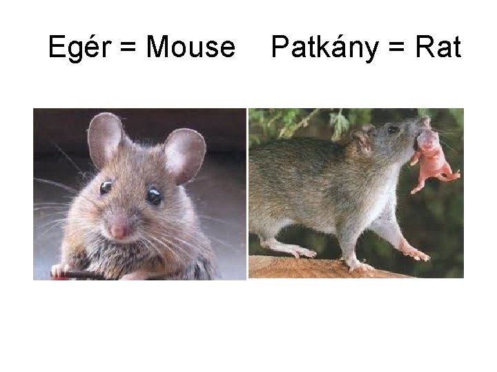 Egér = Mouse Patkány = Rat 