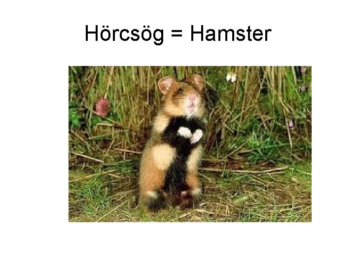 Hörcsög = Hamster 