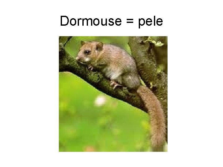 Dormouse = pele 