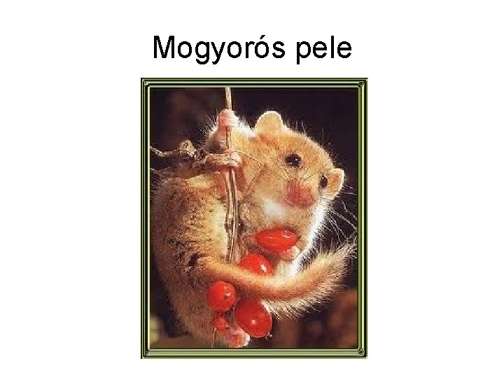 Mogyorós pele 