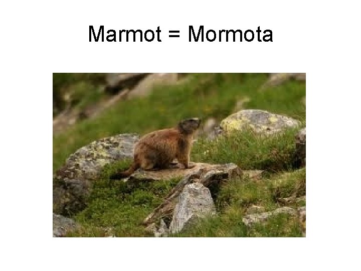 Marmot = Mormota 