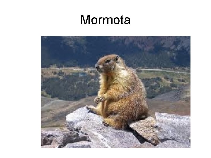 Mormota 