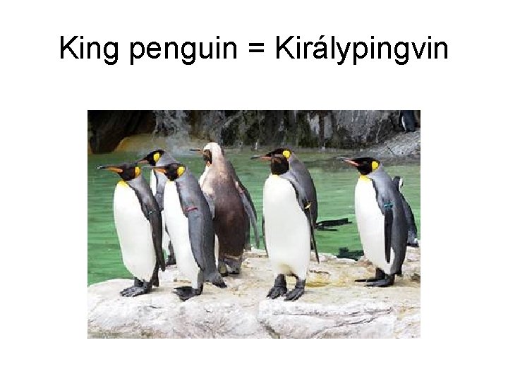 King penguin = Királypingvin 