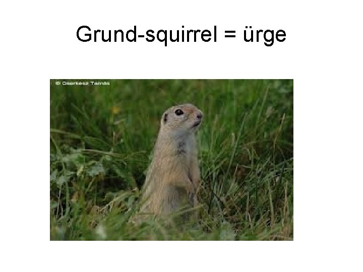 Grund-squirrel = ürge 