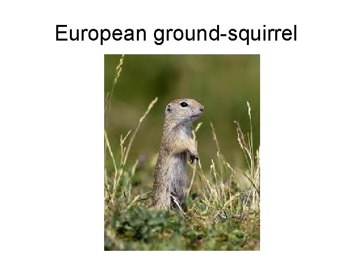 European ground-squirrel 