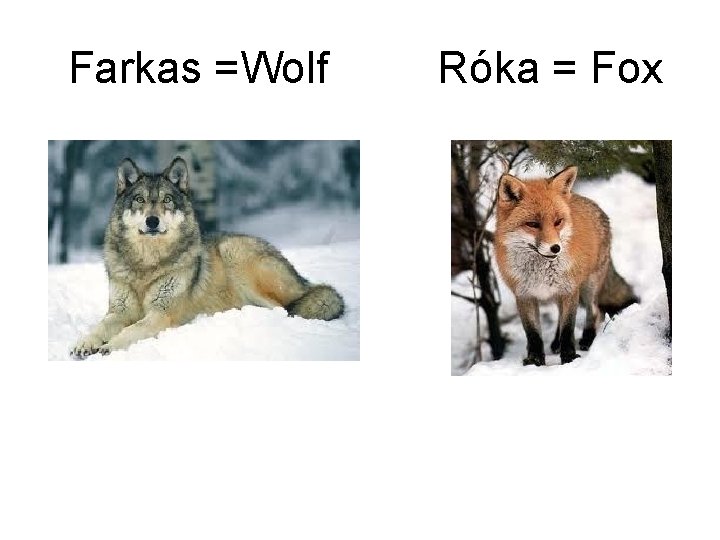 Farkas =Wolf Róka = Fox 