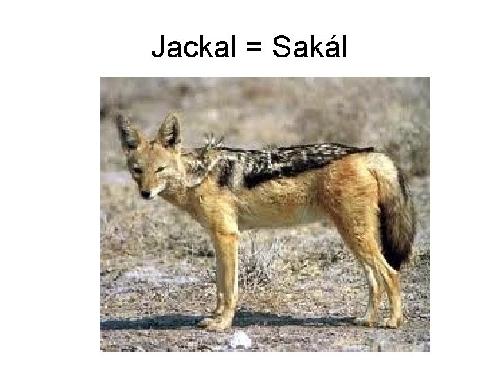 Jackal = Sakál 