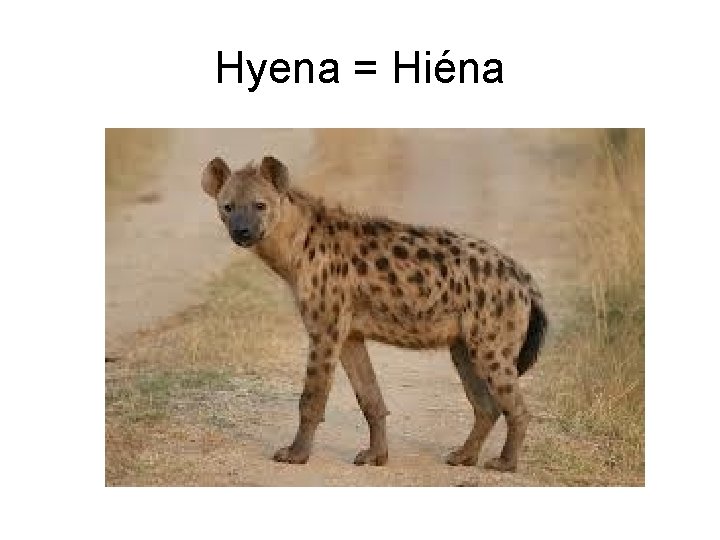 Hyena = Hiéna 