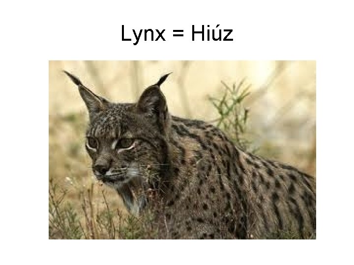 Lynx = Hiúz 