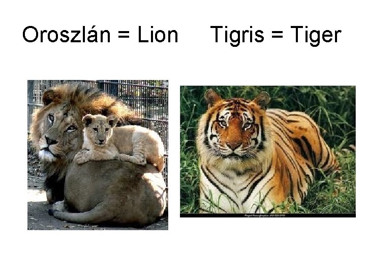 Oroszlán = Lion Tigris = Tiger 