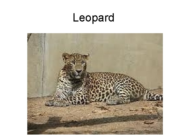 Leopard 