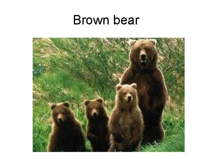 Brown bear 