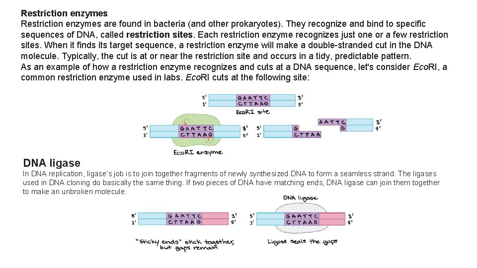 Restriction enzymes are found in bacteria (and other prokaryotes). They recognize and bind to
