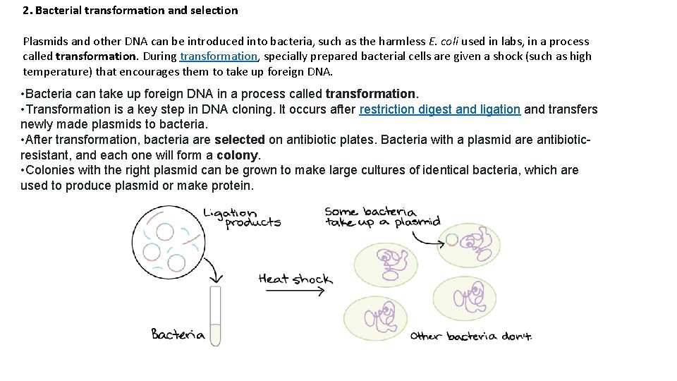 2. Bacterial transformation and selection Plasmids and other DNA can be introduced into bacteria,
