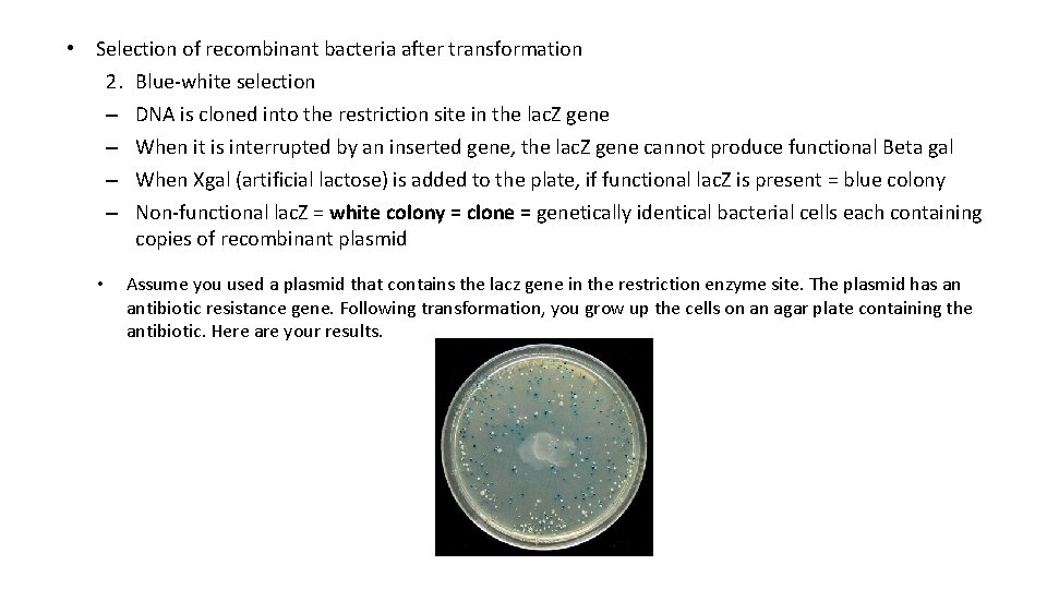  • Selection of recombinant bacteria after transformation 2. Blue-white selection – DNA is