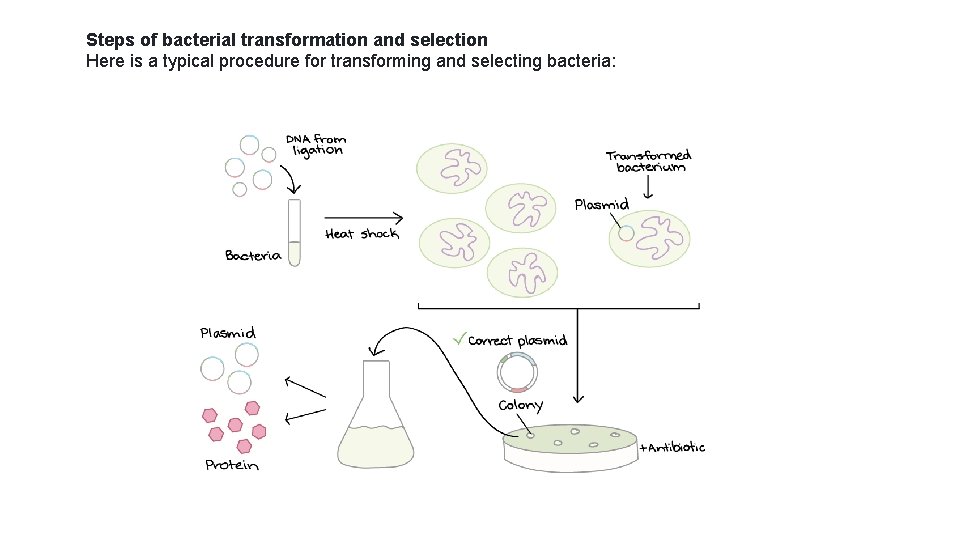 Steps of bacterial transformation and selection Here is a typical procedure for transforming and