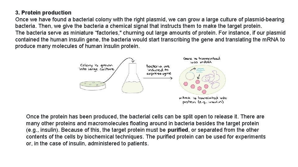 3. Protein production Once we have found a bacterial colony with the right plasmid,