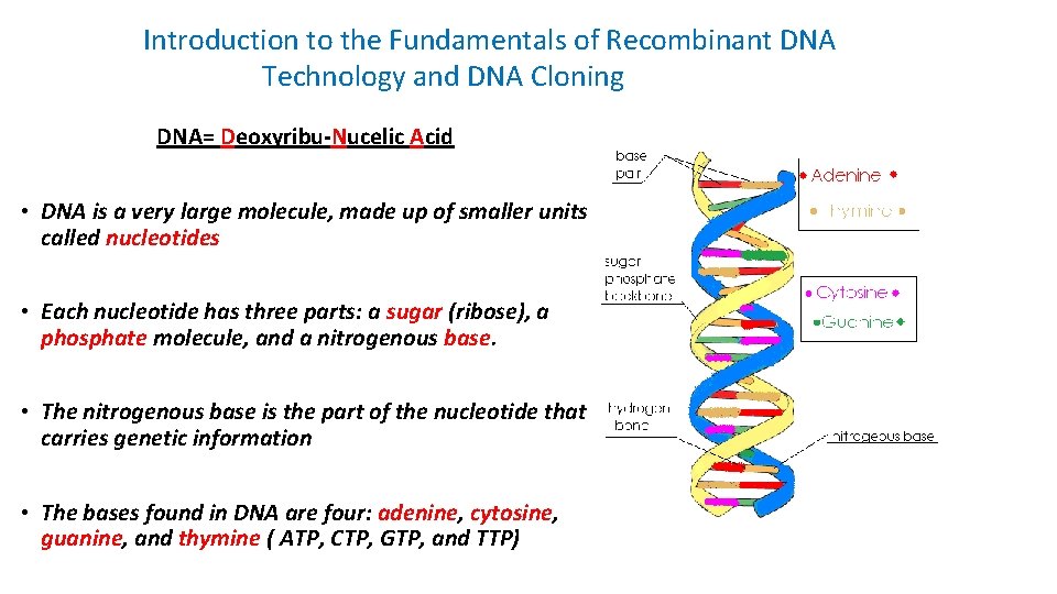 Introduction to the Fundamentals of Recombinant DNA Technology and DNA Cloning DNA= Deoxyribu-Nucelic Acid