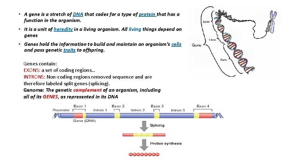  • A gene is a stretch of DNA that codes for a type