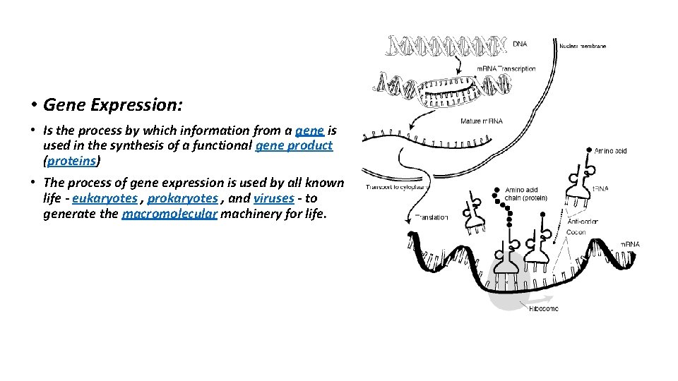  • Gene Expression: • Is the process by which information from a gene