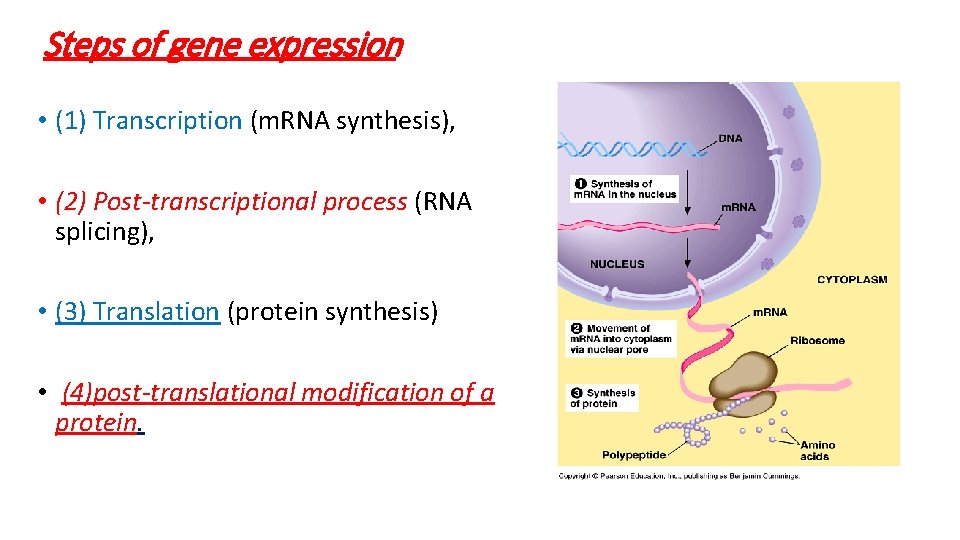Steps of gene expression • (1) Transcription (m. RNA synthesis), • (2) Post-transcriptional process