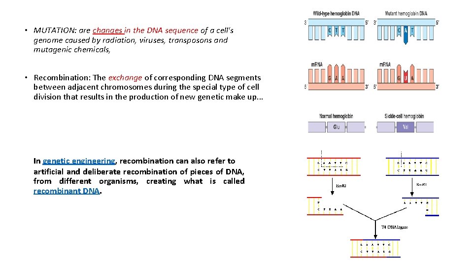  • MUTATION: are changes in the DNA sequence of a cell's genome caused