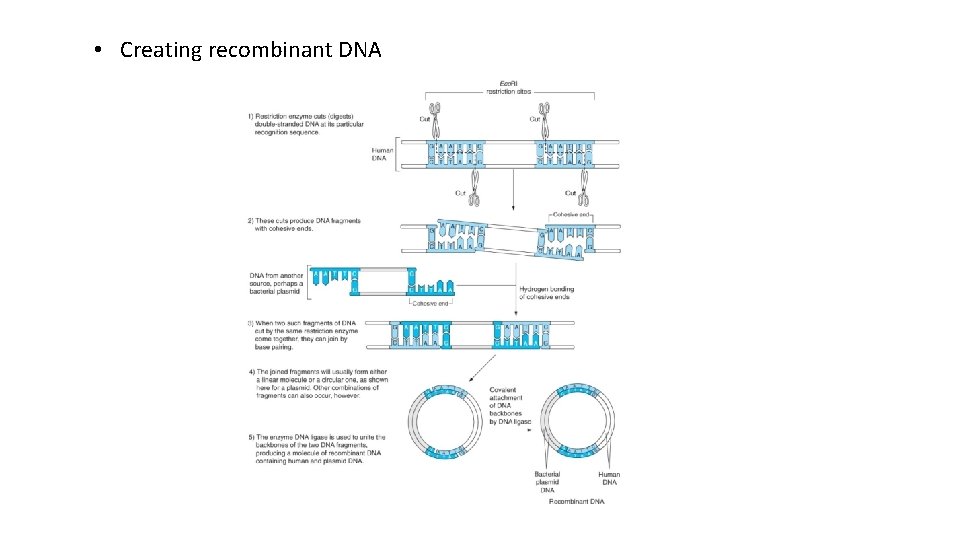  • Creating recombinant DNA 