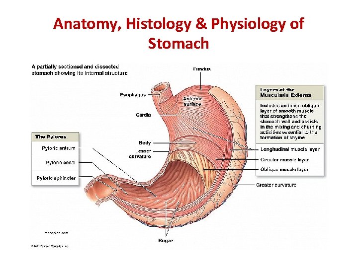 Anatomy, Histology & Physiology of Stomach 