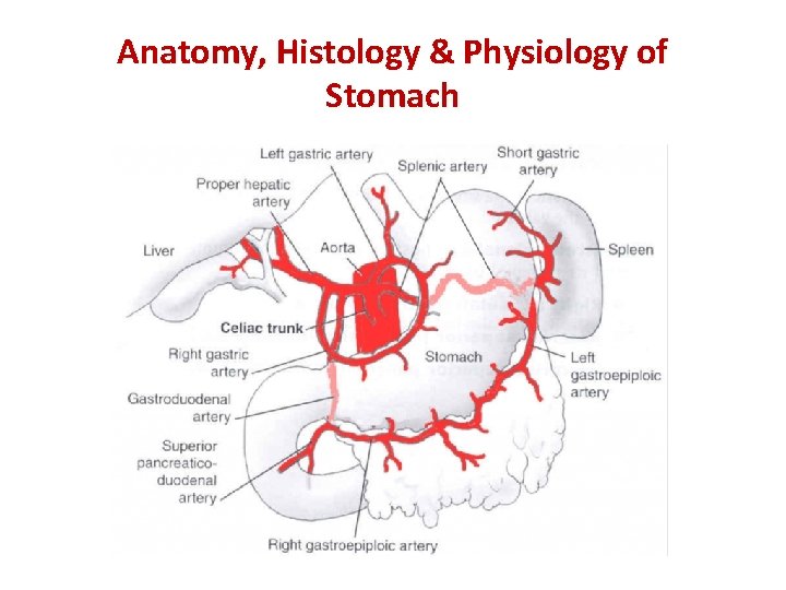 Anatomy, Histology & Physiology of Stomach 