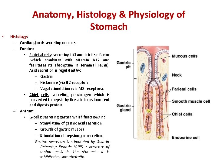 Anatomy, Histology & Physiology of Stomach • Histology: – Cardia: glands secreting mucous. –