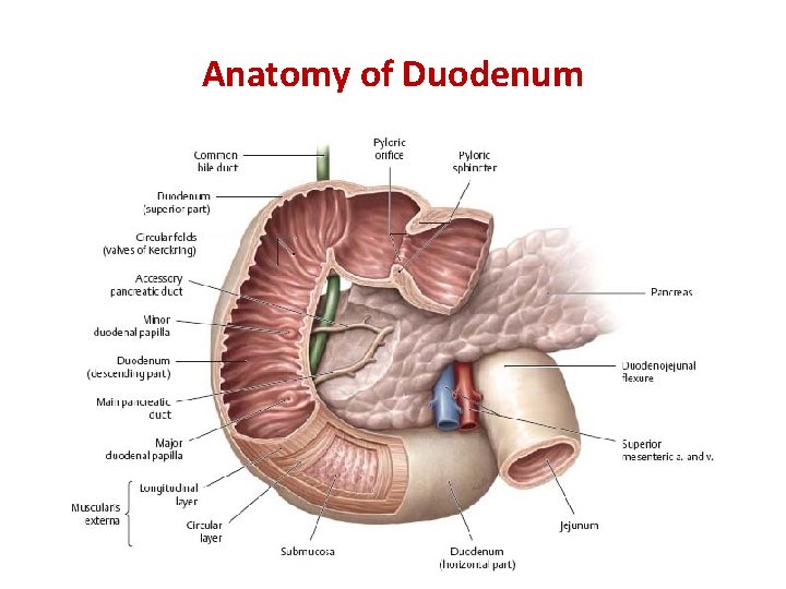 Anatomy of Duodenum 